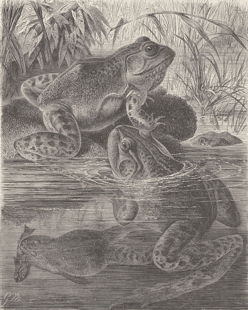 AMPHIBIANS. Bull-frogs disporting 1896 old antique vintage print picture